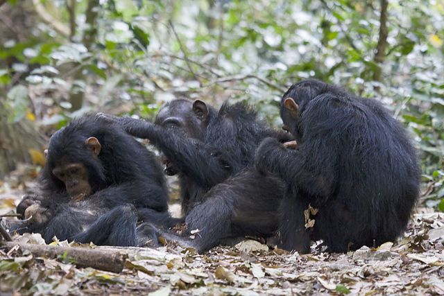 Chimpanser dricker sig fulla på palmsaft